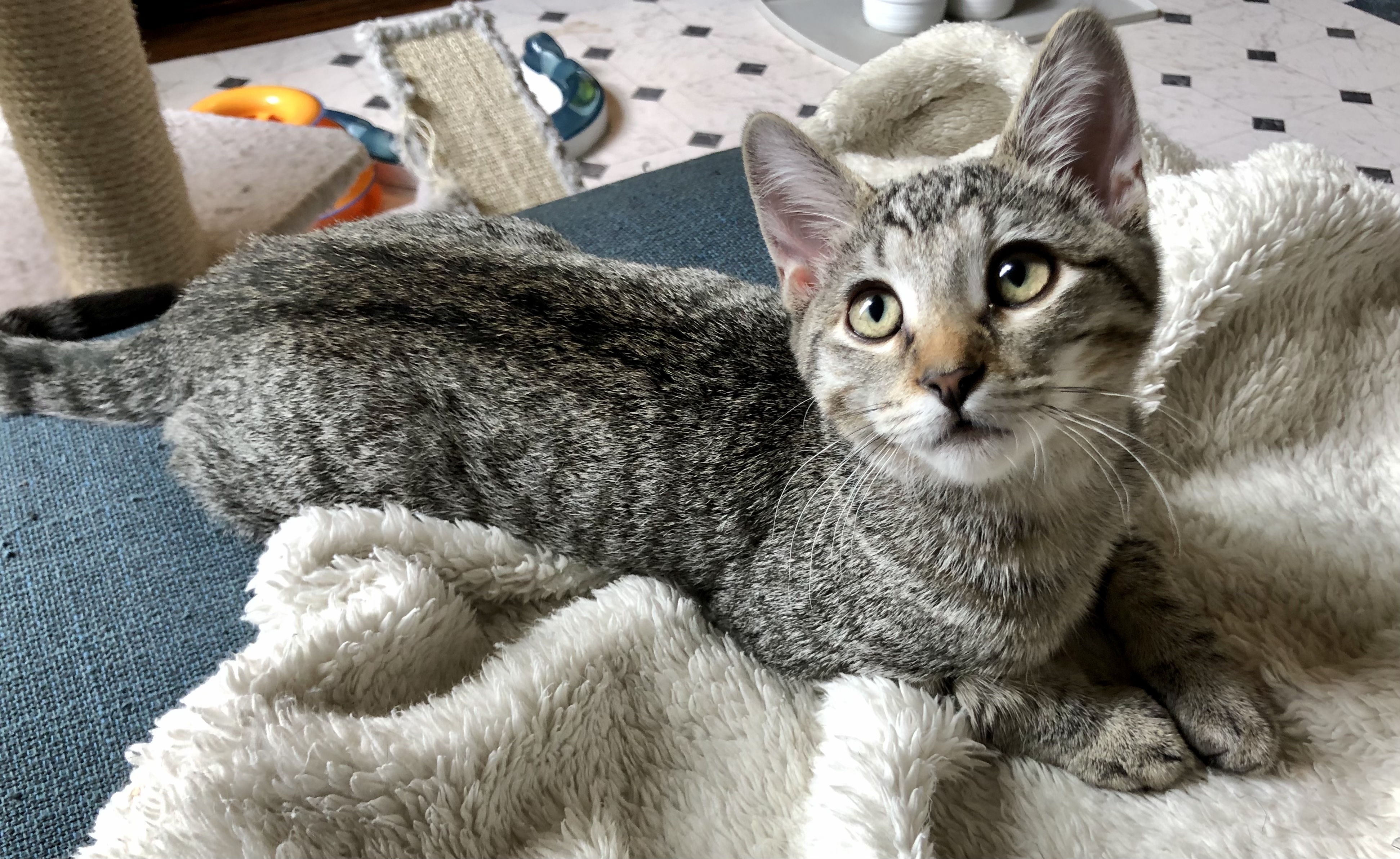 Imogene, a Adoptable Domestic Short Hair in Fort Worth, TX image 2/10