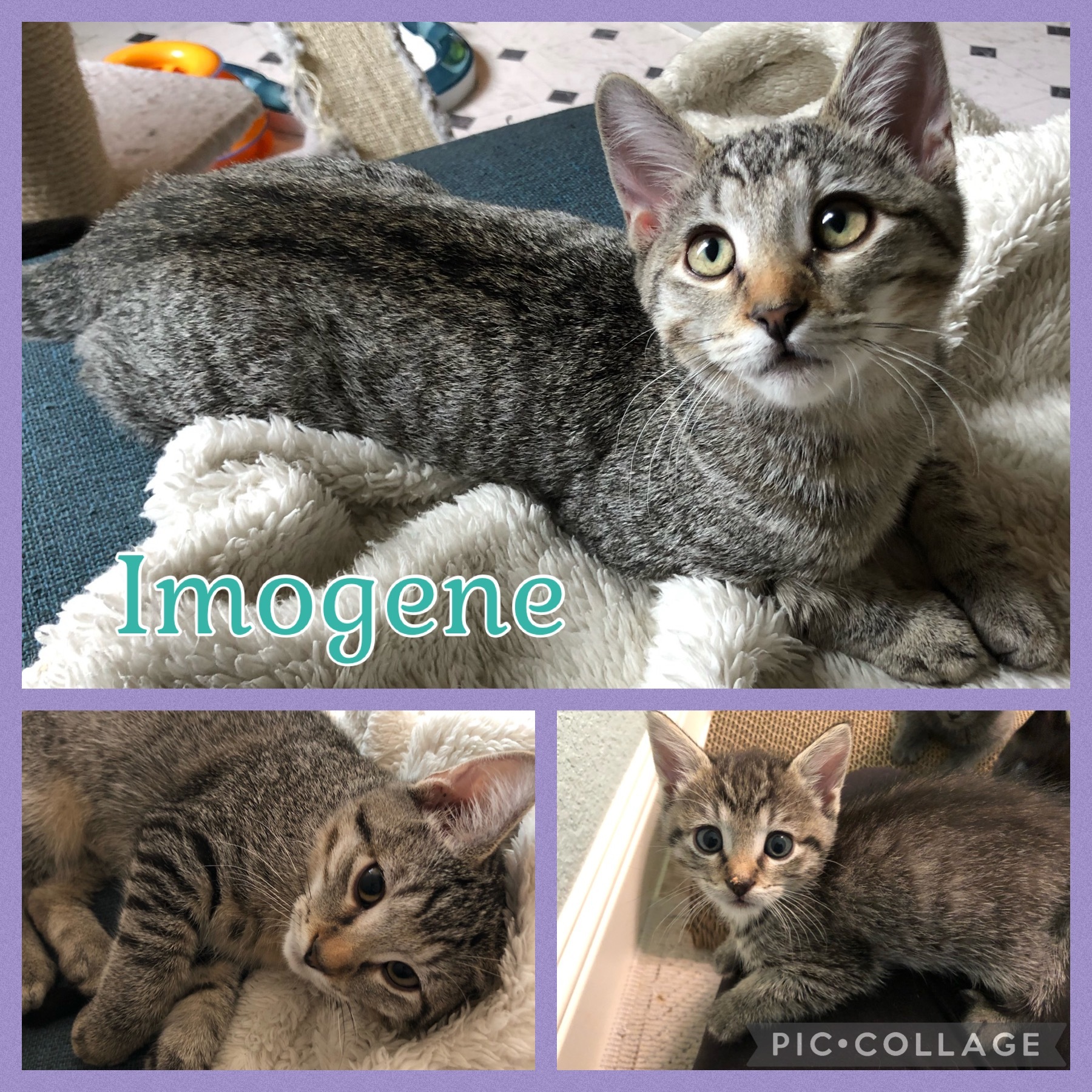 Imogene — thumbnail 3
