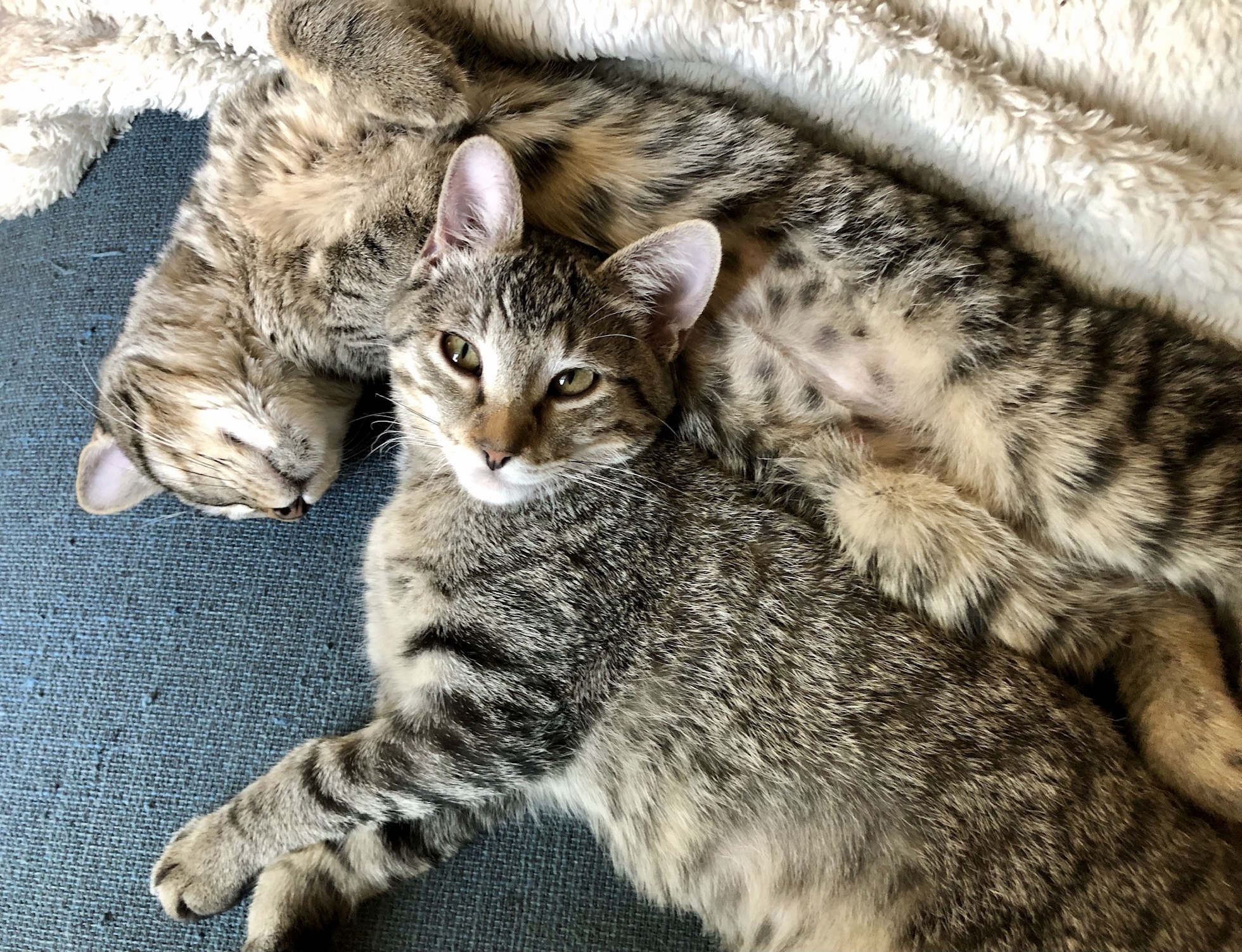 Imogene, a Adoptable Domestic Short Hair in Fort Worth, TX image 4/10