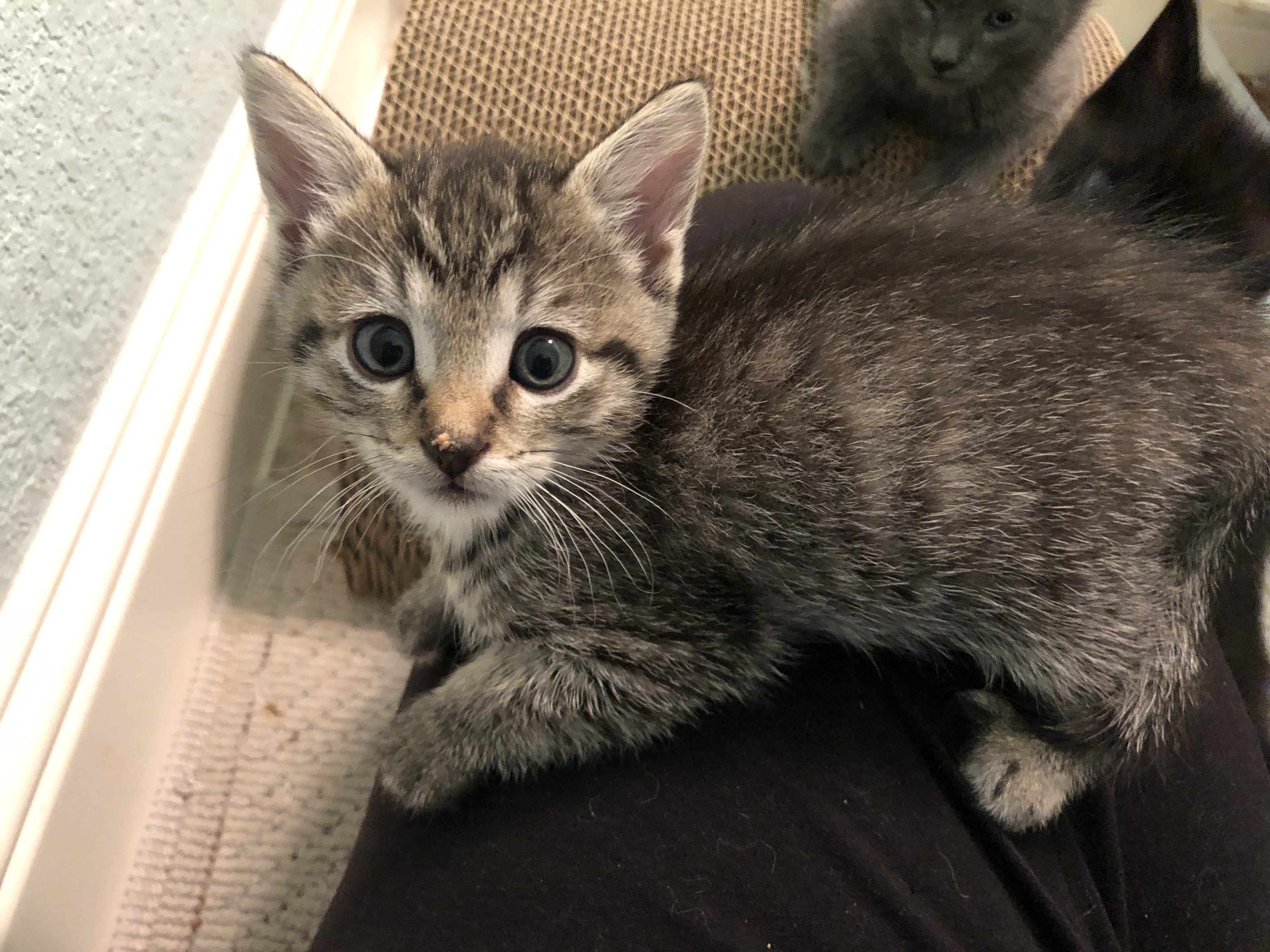 Imogene, a Adoptable Domestic Short Hair in Fort Worth, TX image 5/10