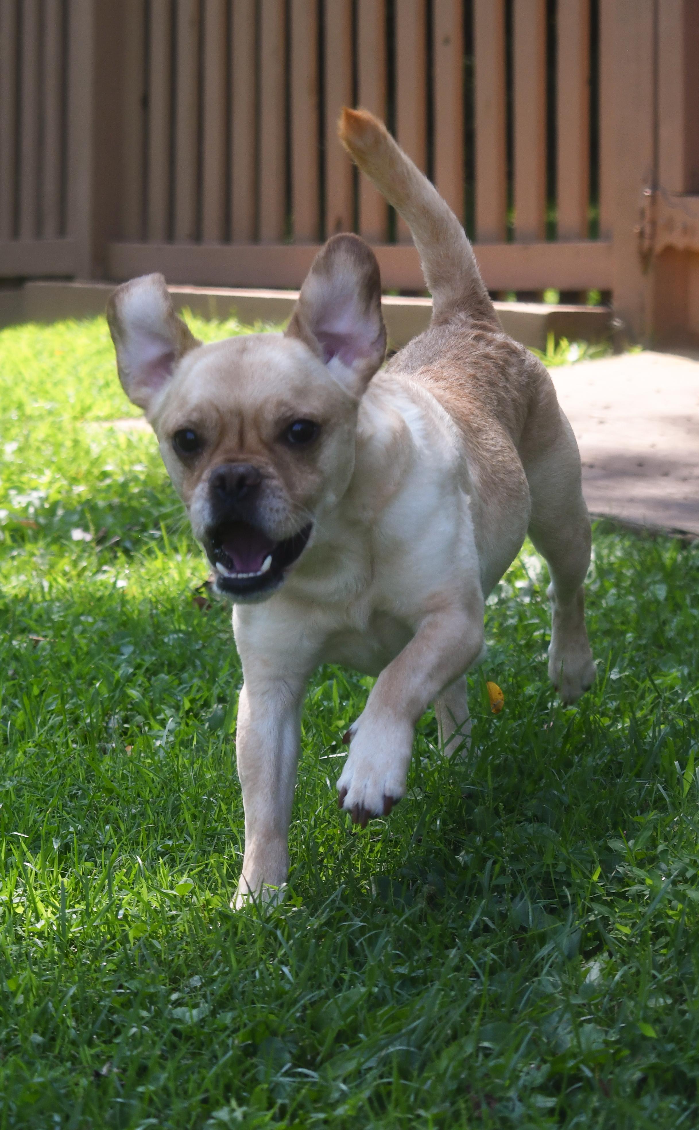 Enlarge Junior, a ADOPTABLE mixed breed in Silver Spring, MD image 2/5