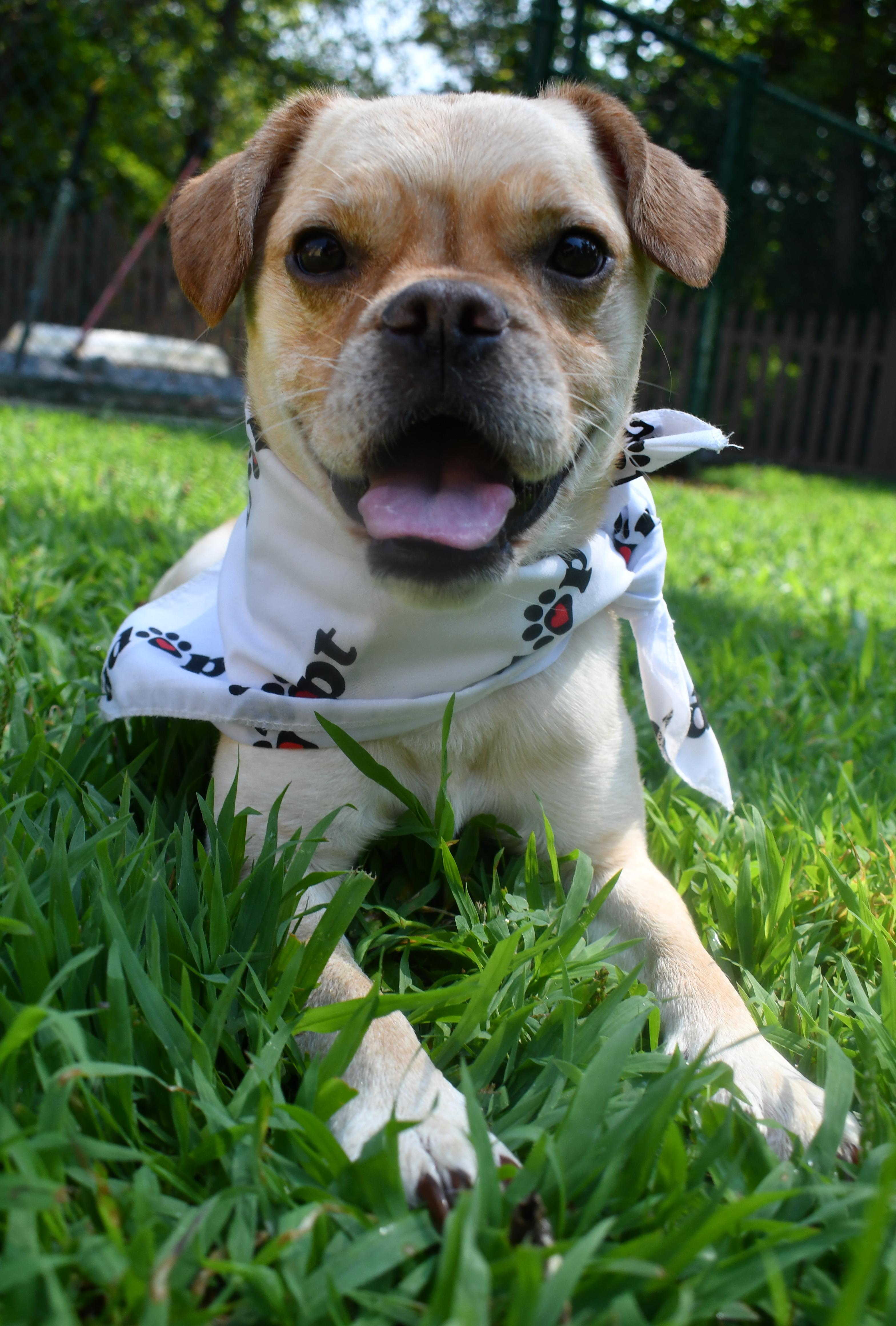 Junior, ADOPTABLE, Young Male Boston Terrier.