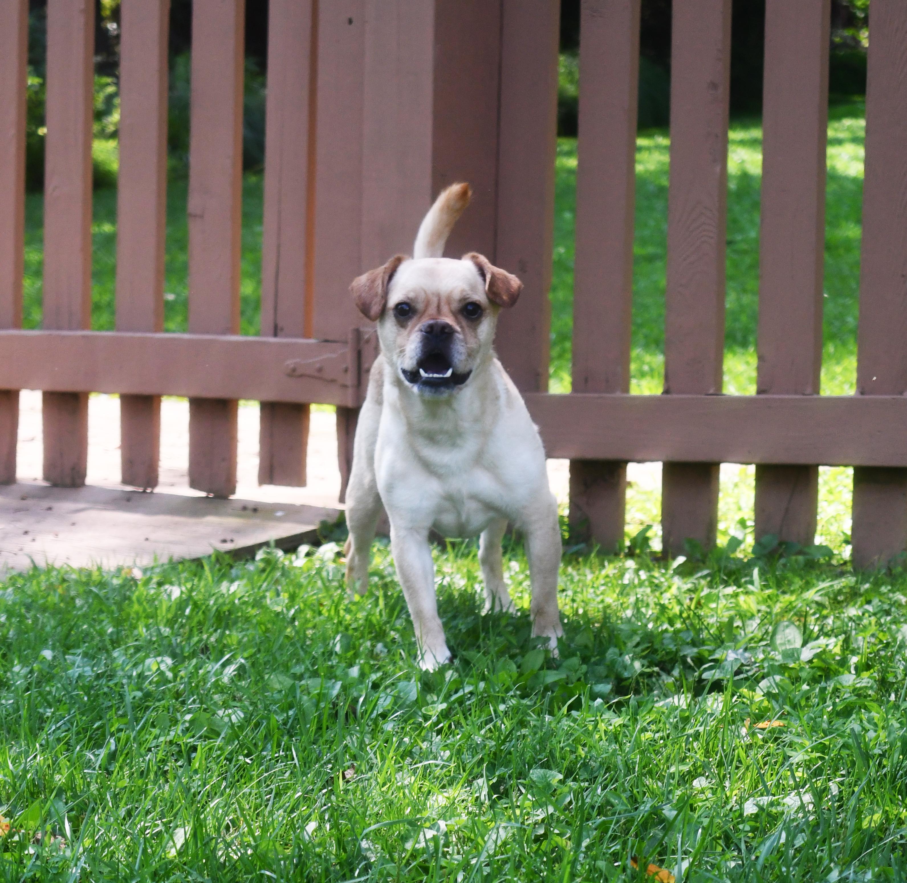 Enlarge Junior, a ADOPTABLE mixed breed in Silver Spring, MD image 4/5