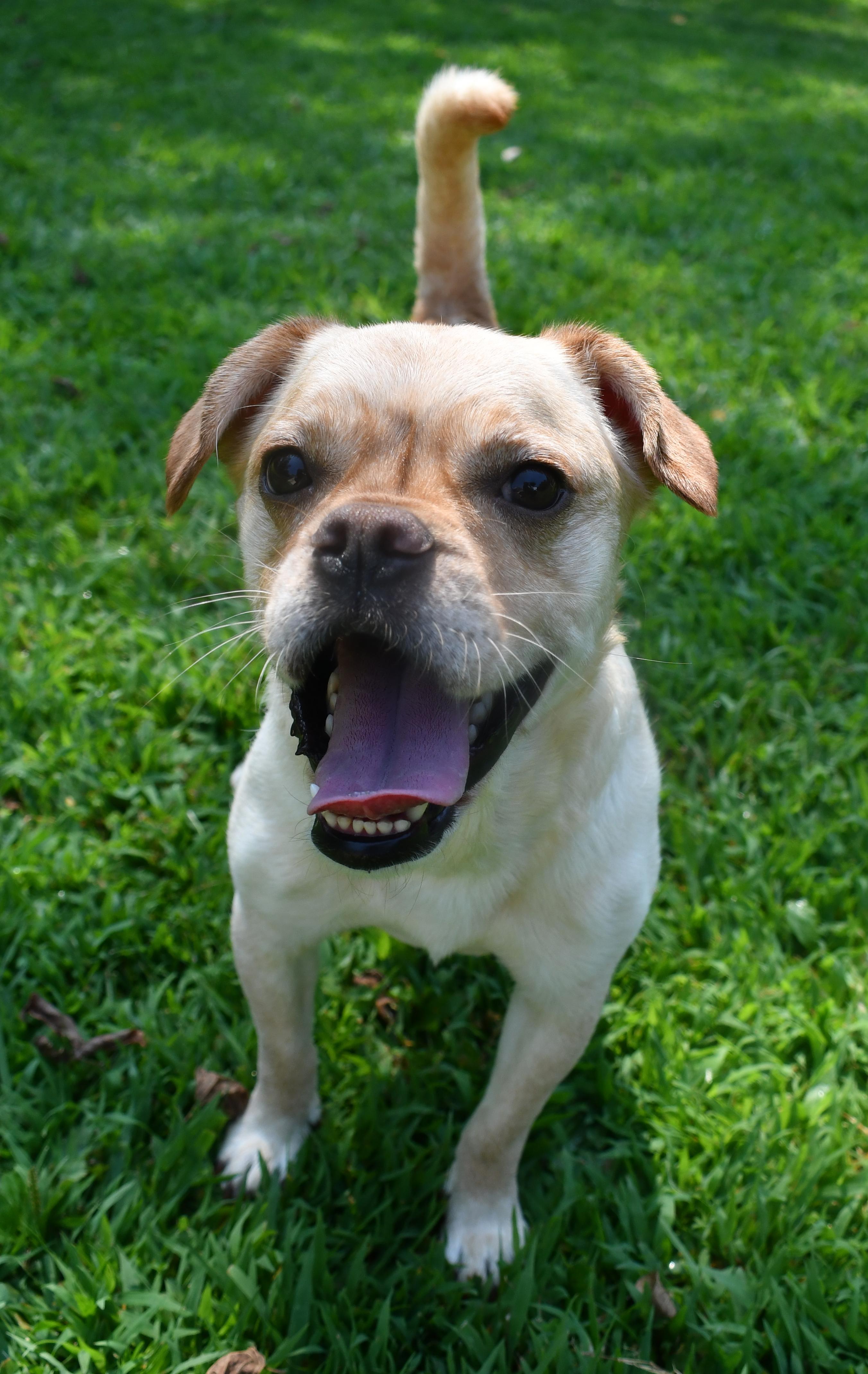 Enlarge Junior, a ADOPTABLE mixed breed in Silver Spring, MD image 3/5
