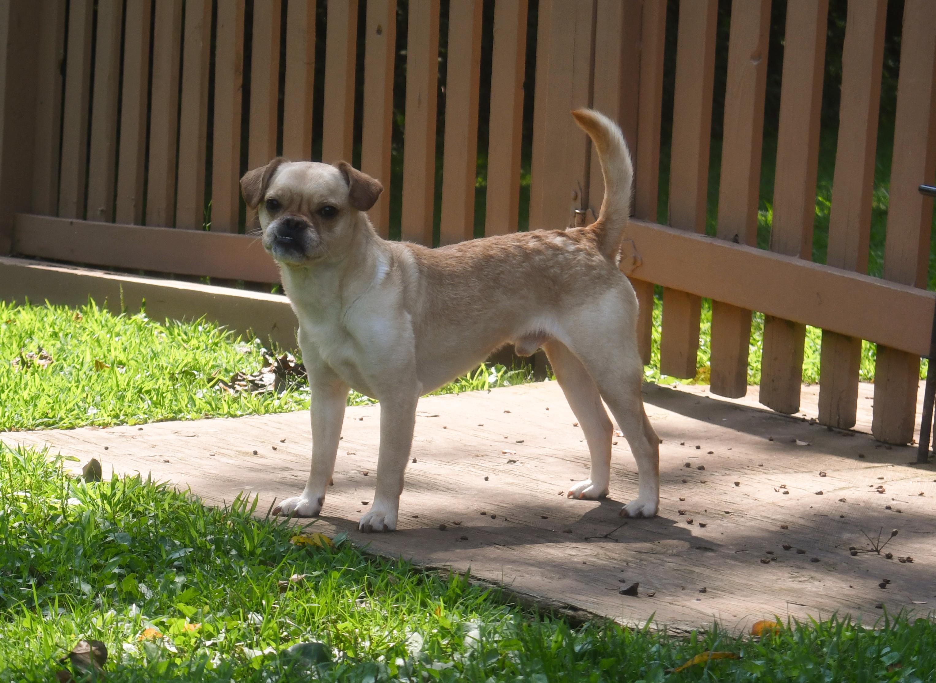 Enlarge Junior, a ADOPTABLE mixed breed in Silver Spring, MD image 5/5