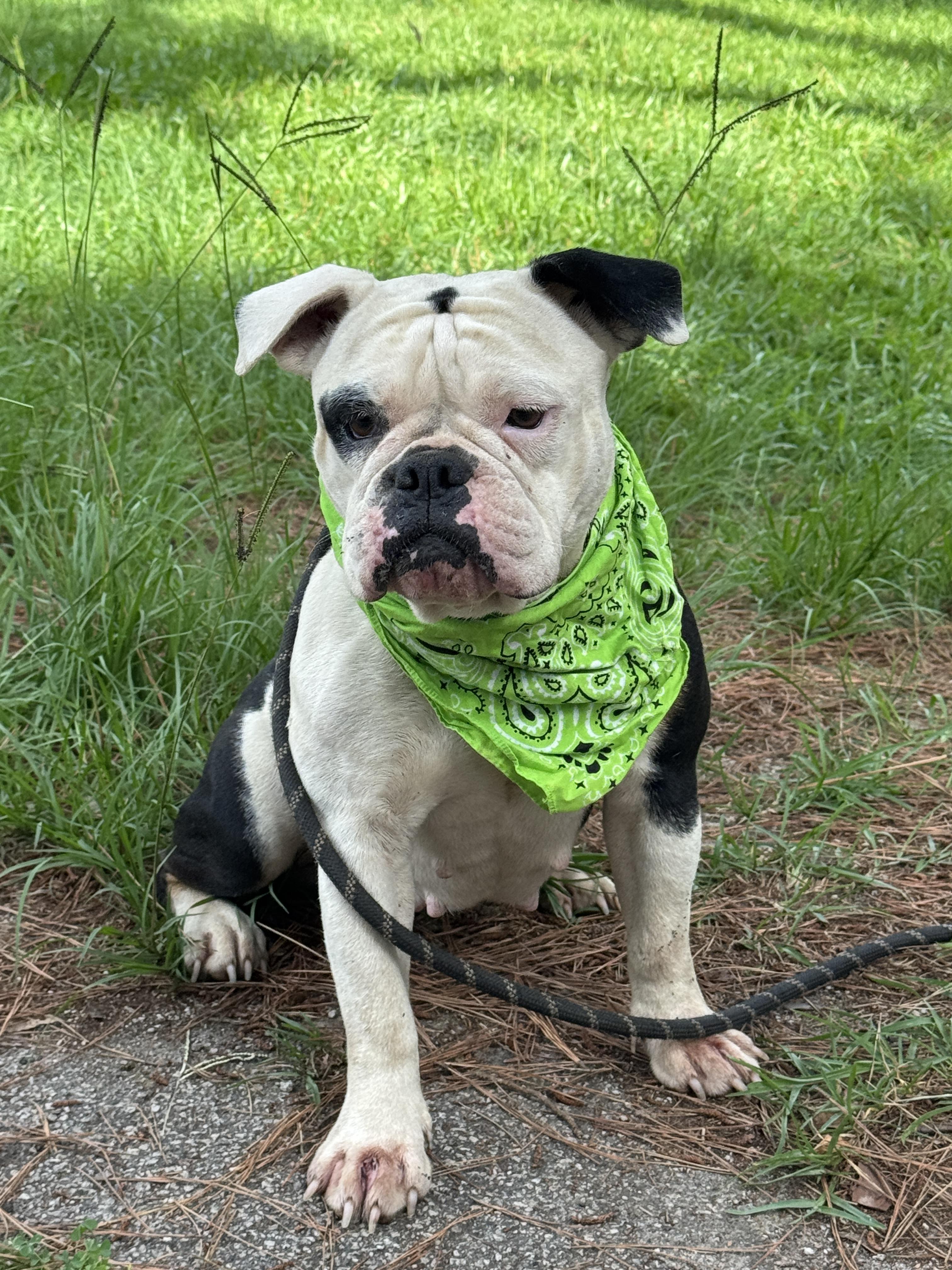 Libby, a Adoptable English Bulldog in Charleston , SC image 1/4