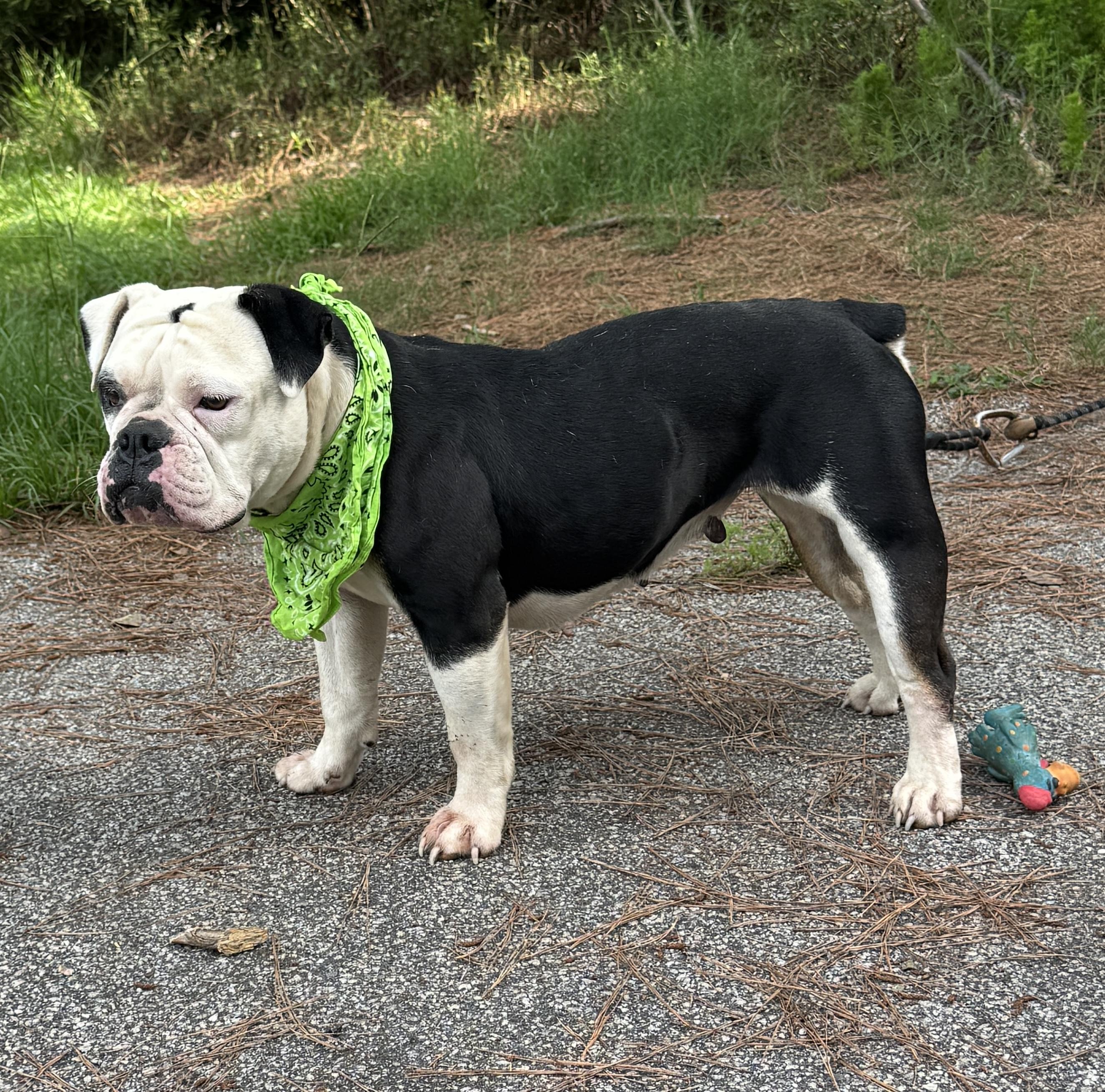Libby, a Adoptable English Bulldog in Charleston , SC image 4/4