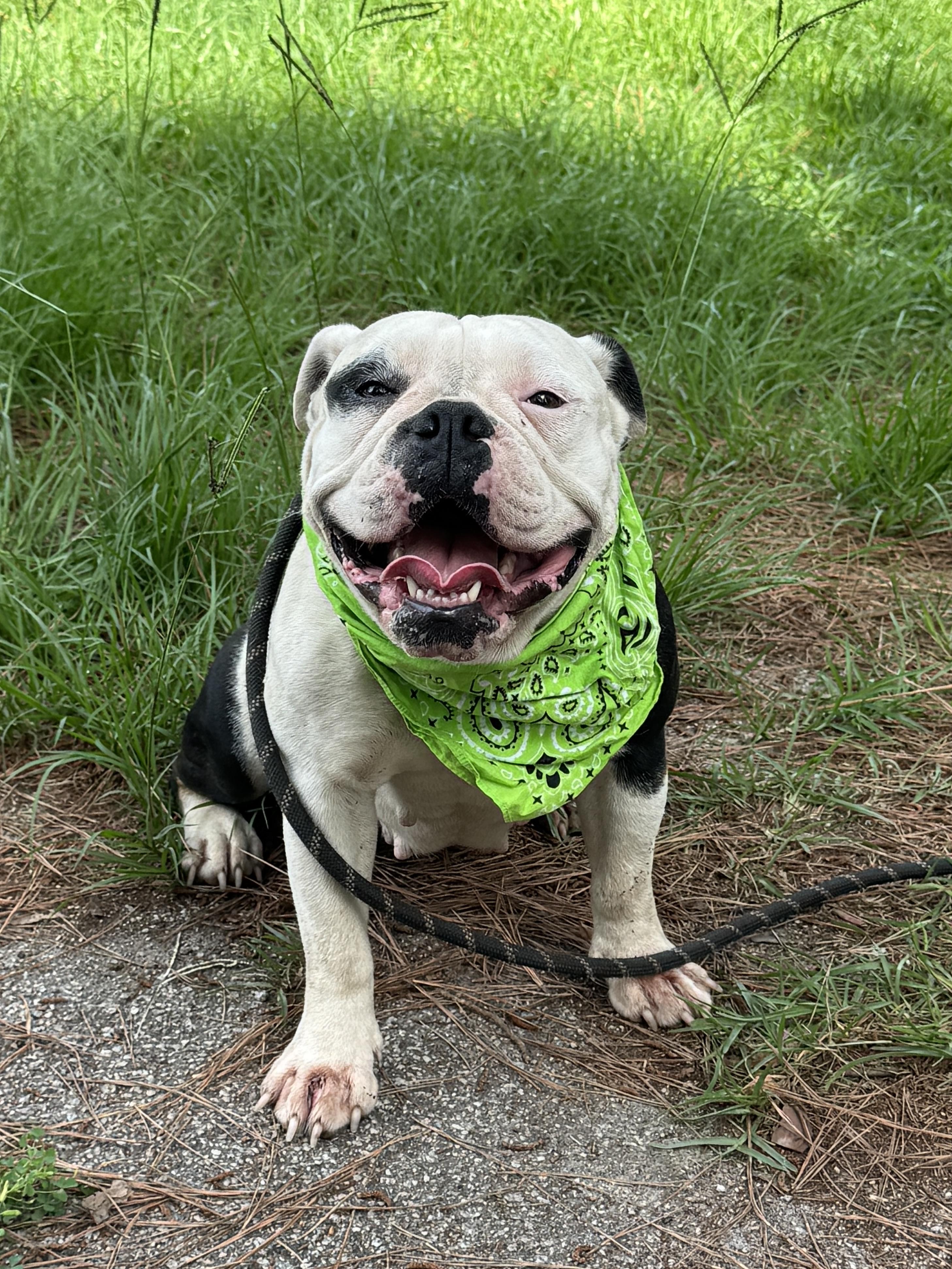 Libby, Adoptable, Adult Female English Bulldog.