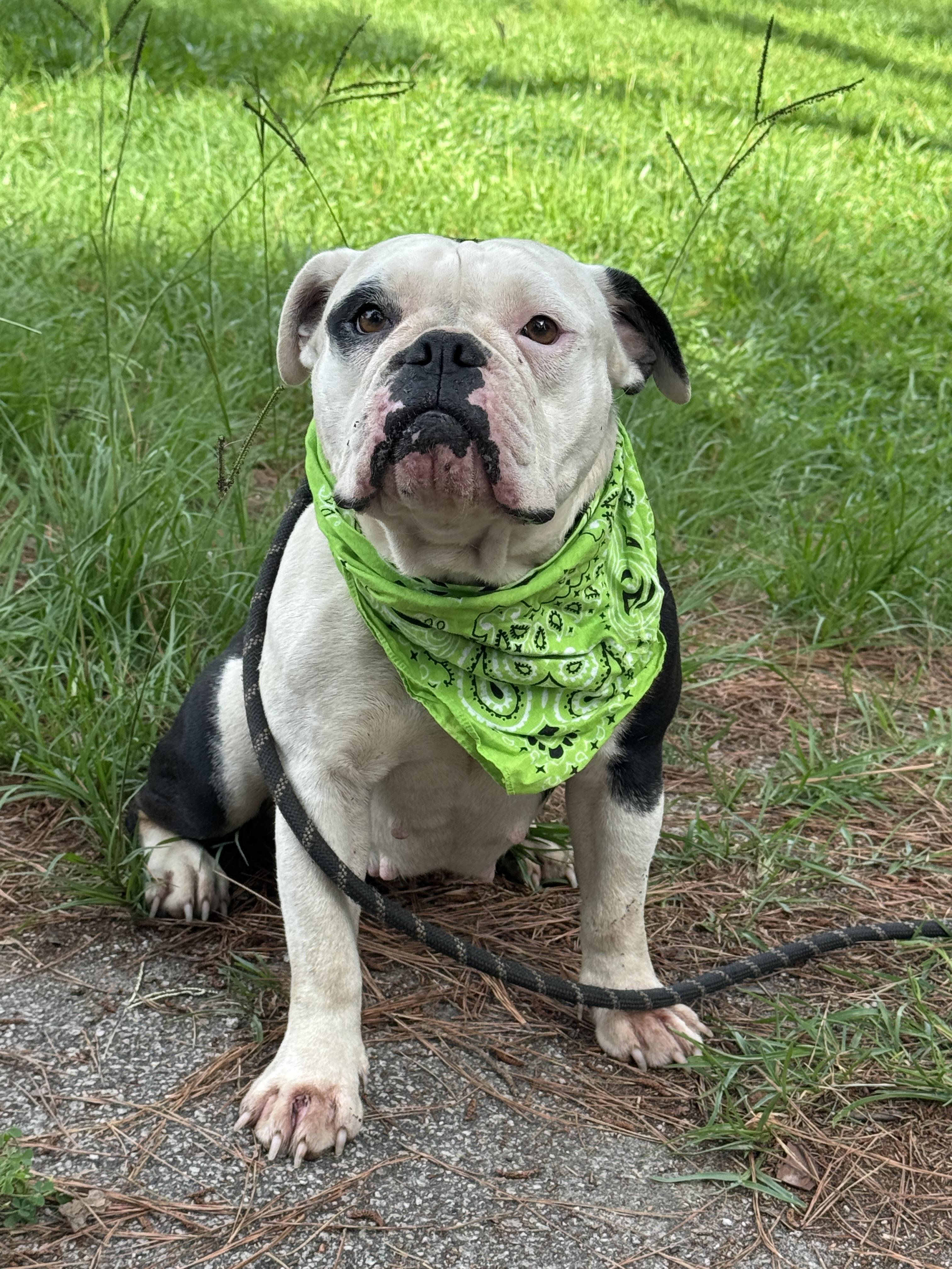 Libby, a Adoptable English Bulldog in Charleston , SC image 3/4