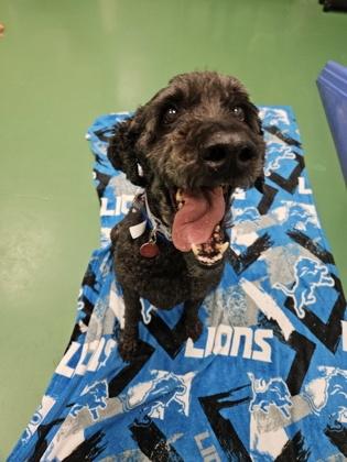 Iggy, Adoptable, Senior Male Standard Poodle & Mixed Breed.