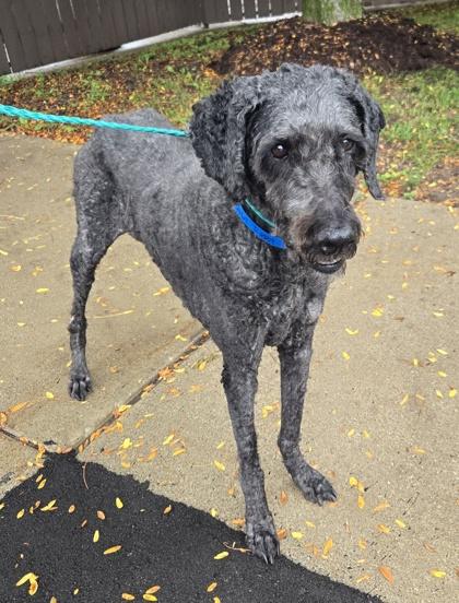 Enlarge Iggy, a Adoptable mixed breed in Westland, MI image 2/3