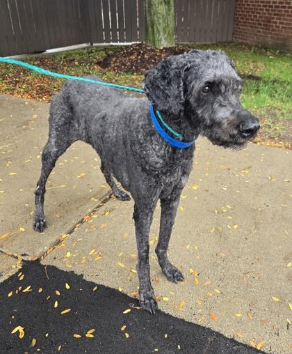 Enlarge Iggy, a Adoptable mixed breed in Westland, MI image 3/3