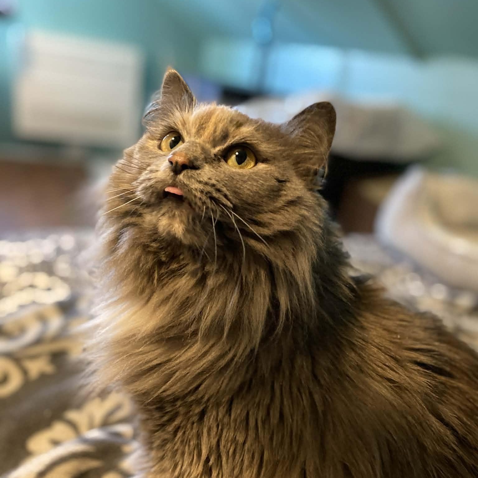 Cranberry, ADOPTABLE, Adult Female Domestic Long Hair.