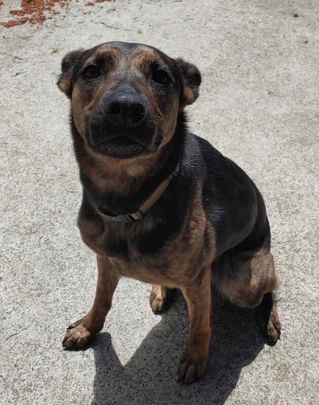 Pearla, Adoptable, Adult Female German Shepherd Dog & Cattle Dog.