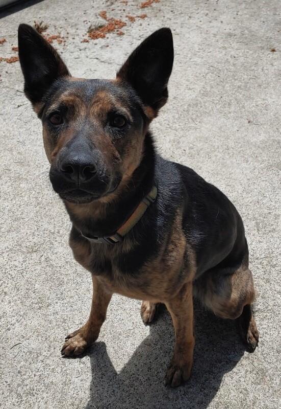 Enlarge Pearla, a Adoptable mixed breed in North Bend, WA image 2/2