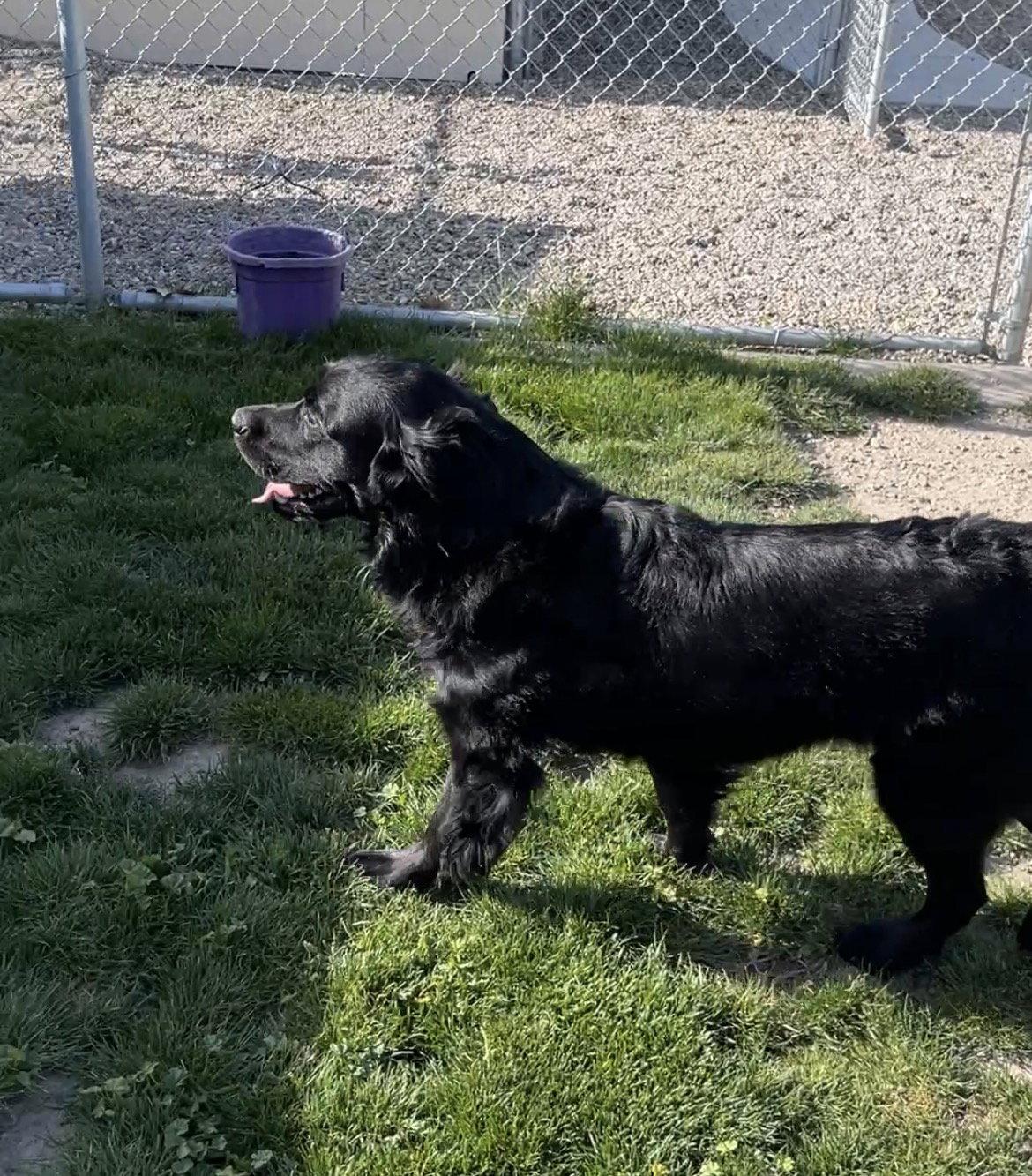 Enlarge Freddie, a Adoptable Flat-Coated Retriever in Emmett, ID image 1/3