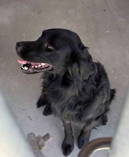 Enlarge Freddie, a Adoptable Flat-Coated Retriever in Emmett, ID image 2/3