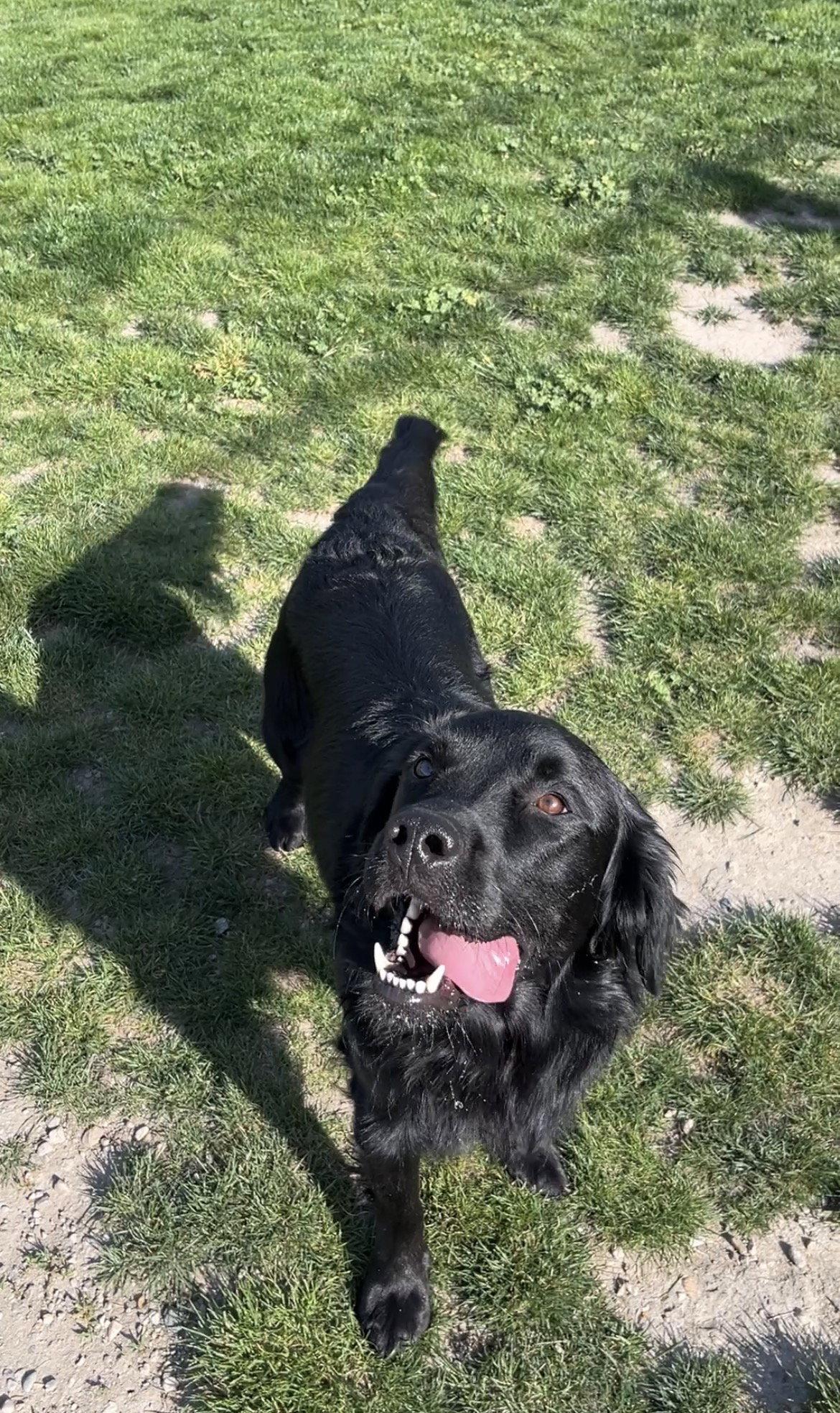 Enlarge Freddie, a Adoptable Flat-Coated Retriever in Emmett, ID image 3/3