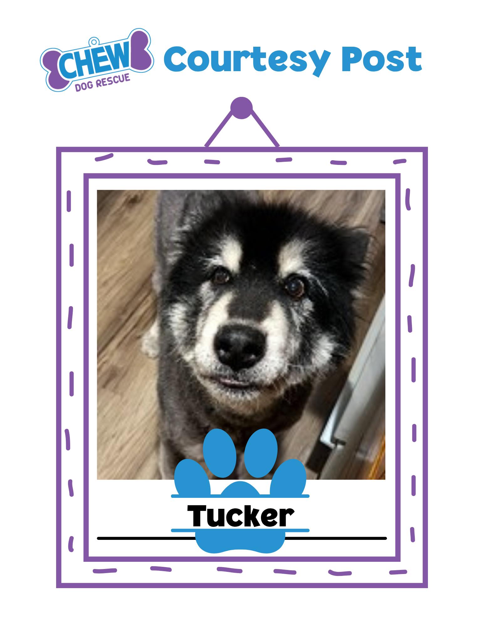 Tucker, Senior Male unknown