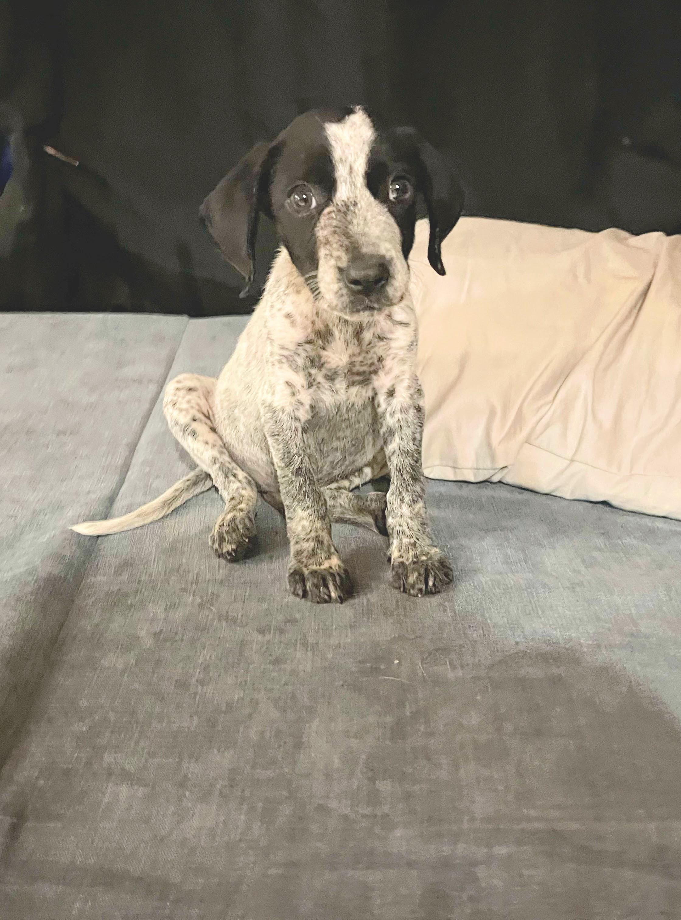Boogie, Adoptable, Puppy Male German Shorthaired Pointer & Black Labrador Retriever.