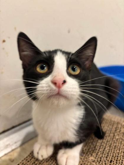 Jelly, Adoptable, Kitten Female Domestic Short Hair & Domestic Short Hair.
