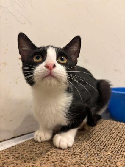 Enlarge Jelly, a Adoptable mixed breed in Scottsbluff, NE image 2/3