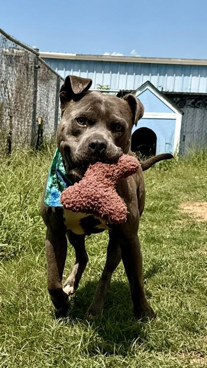 Boris, Adoptable, Adult Male Pit Bull Terrier & Mixed Breed.