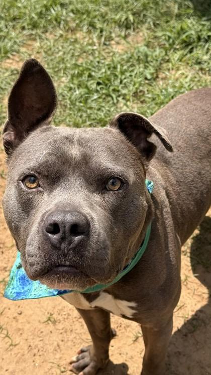 Enlarge Boris, a Adoptable mixed breed in Balch Springs, TX image 2/3