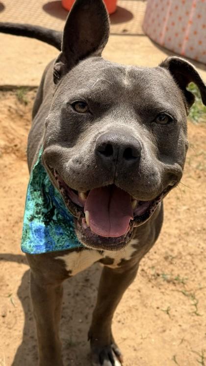 Enlarge Boris, a Adoptable mixed breed in Balch Springs, TX image 3/3