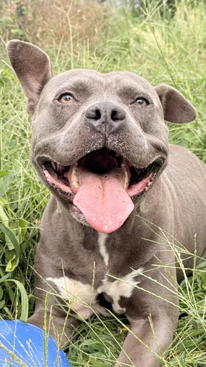 Enlarge Boris, a Adoptable mixed breed in Balch Springs, TX image 3/3