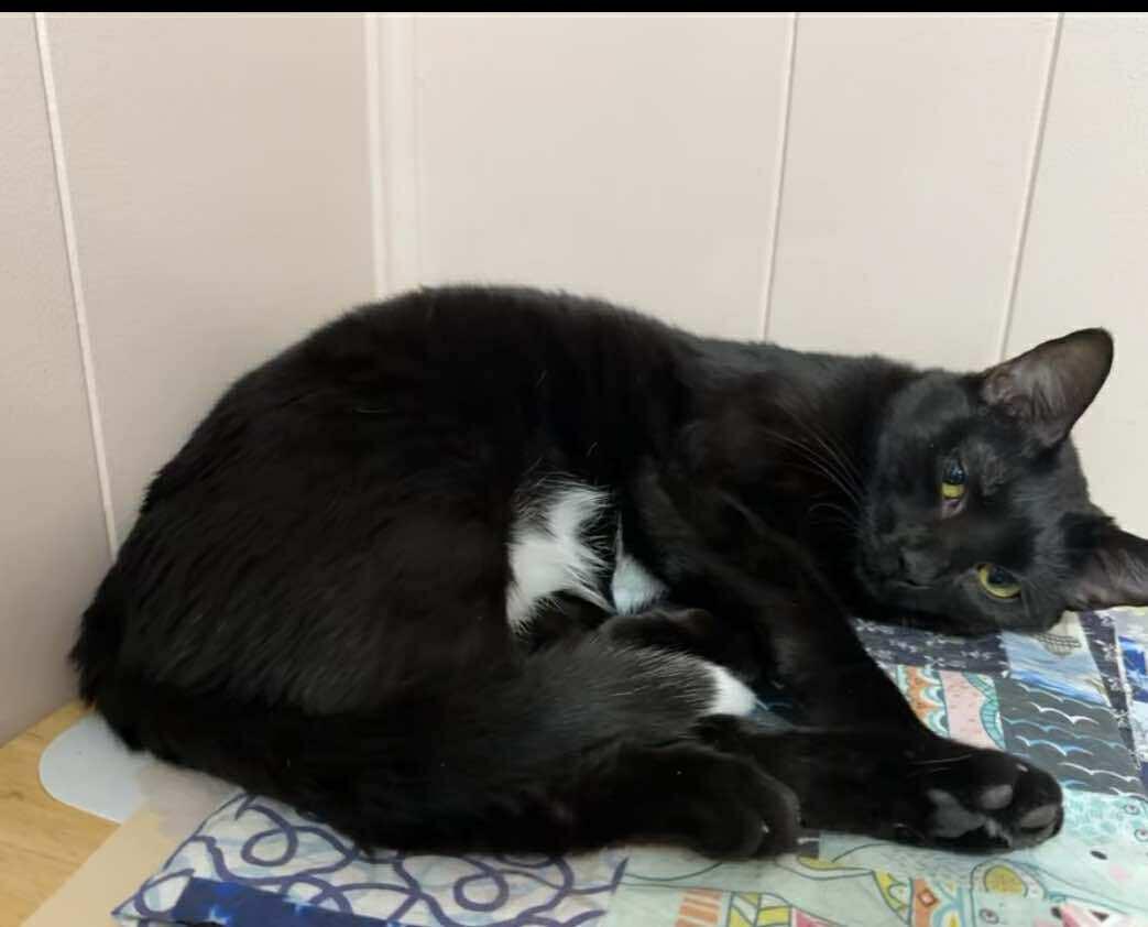 Tasha, Adoptable, Adult Female Domestic Short Hair.