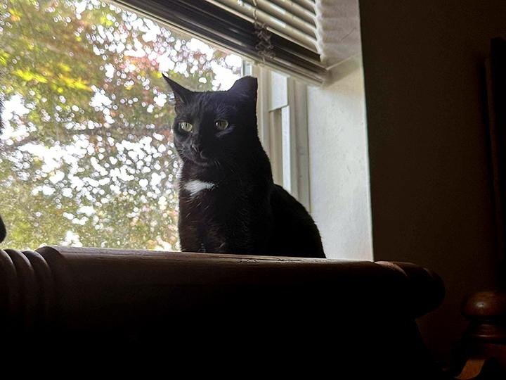 Enlarge Tasha, a Adoptable Domestic Short Hair in Longview, TX image 2/6