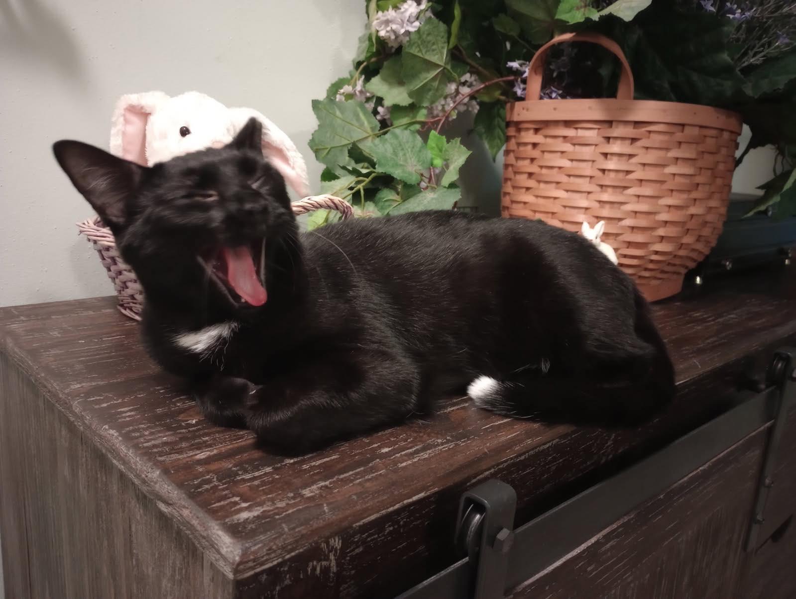 Enlarge Tasha, a Adoptable Domestic Short Hair in Longview, TX image 3/6