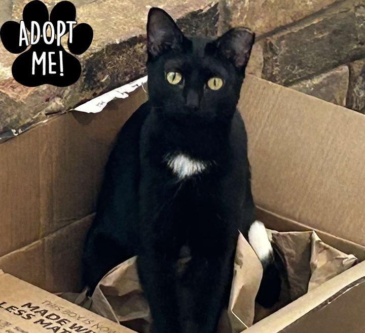 Enlarge Tasha, a Adoptable Domestic Short Hair in Longview, TX image 4/6