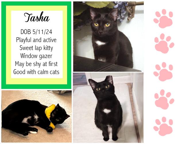 Enlarge Tasha, a Adoptable Domestic Short Hair in Longview, TX image 5/6
