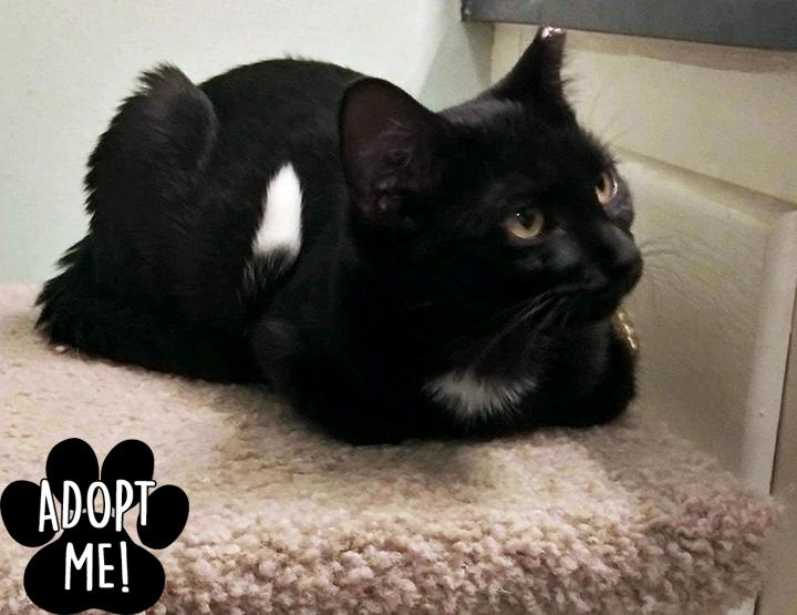 Enlarge Tasha, a Adoptable Domestic Short Hair in Longview, TX image 6/6