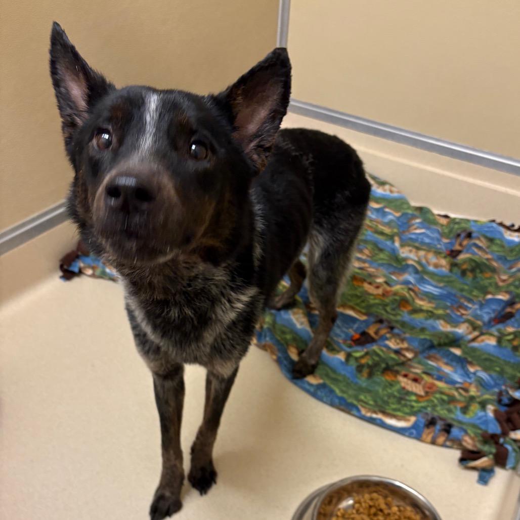 Bob, a Adoptable mixed breed in Tulsa, OK image 1/4