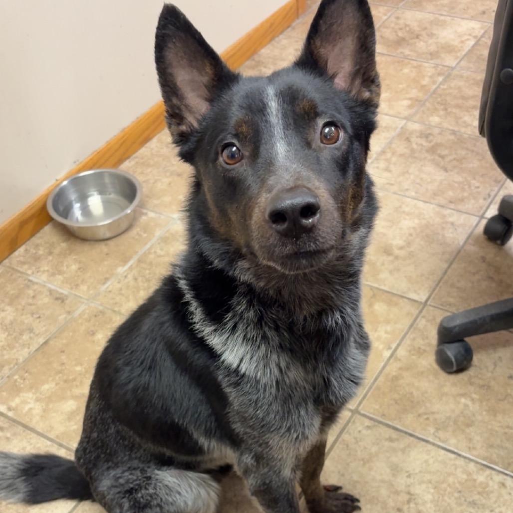 Bob, a Adoptable mixed breed in Tulsa, OK image 2/4