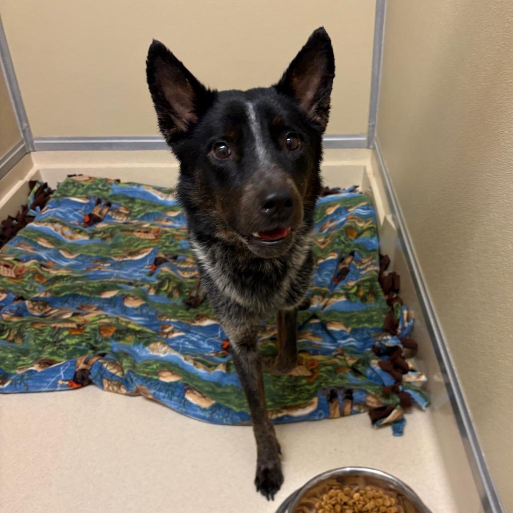 Bob, a Adoptable mixed breed in Tulsa, OK image 3/4