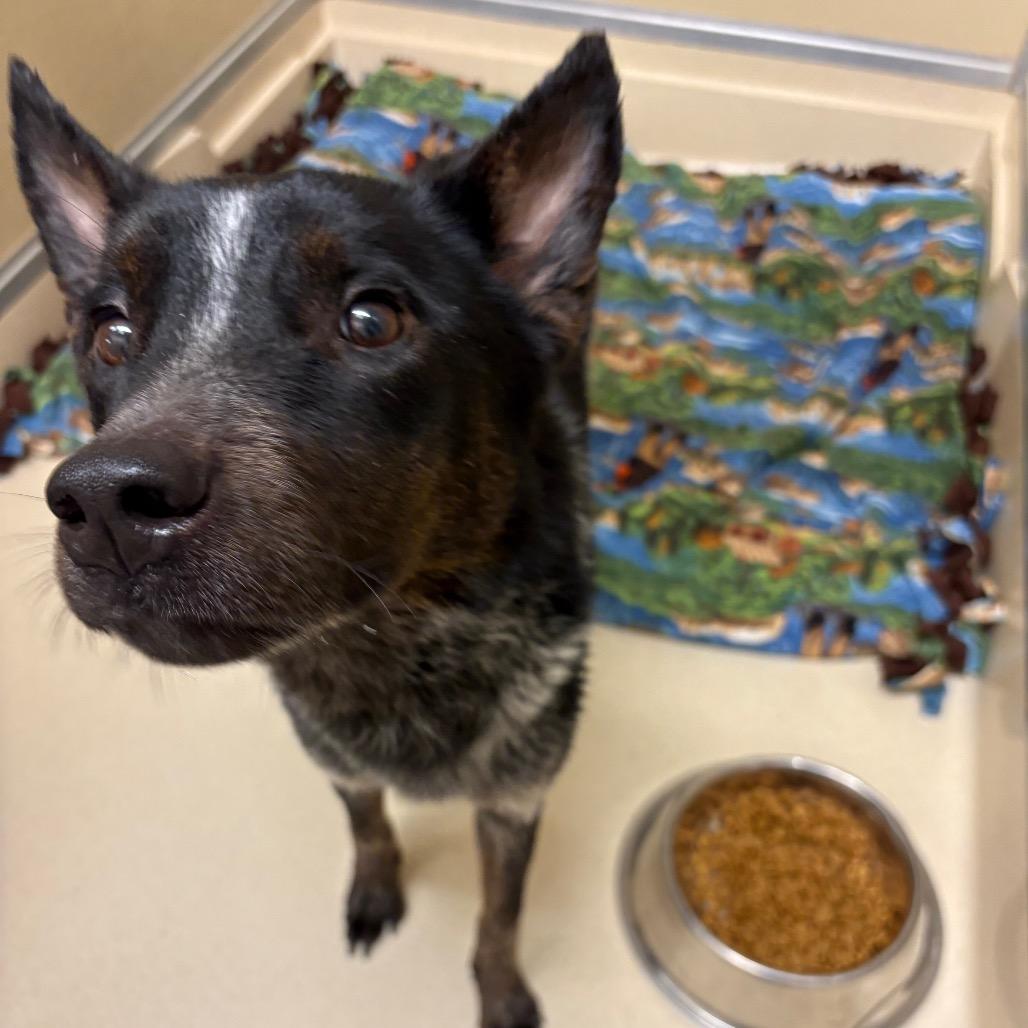 Bob, a Adoptable mixed breed in Tulsa, OK image 4/4