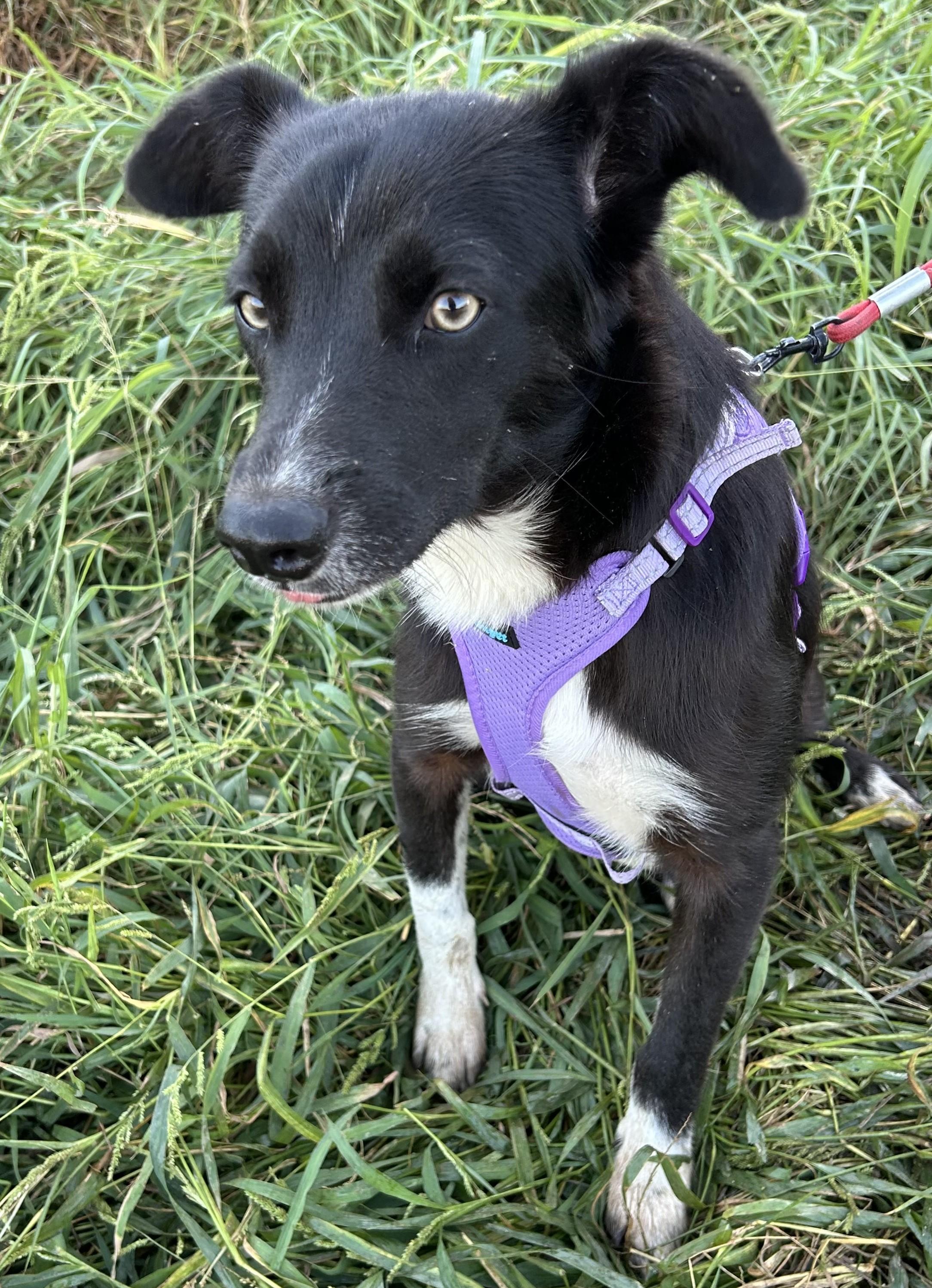 Enlarge ALICE, a Adopted mixed breed in Bell Gardens, CA image 2/5