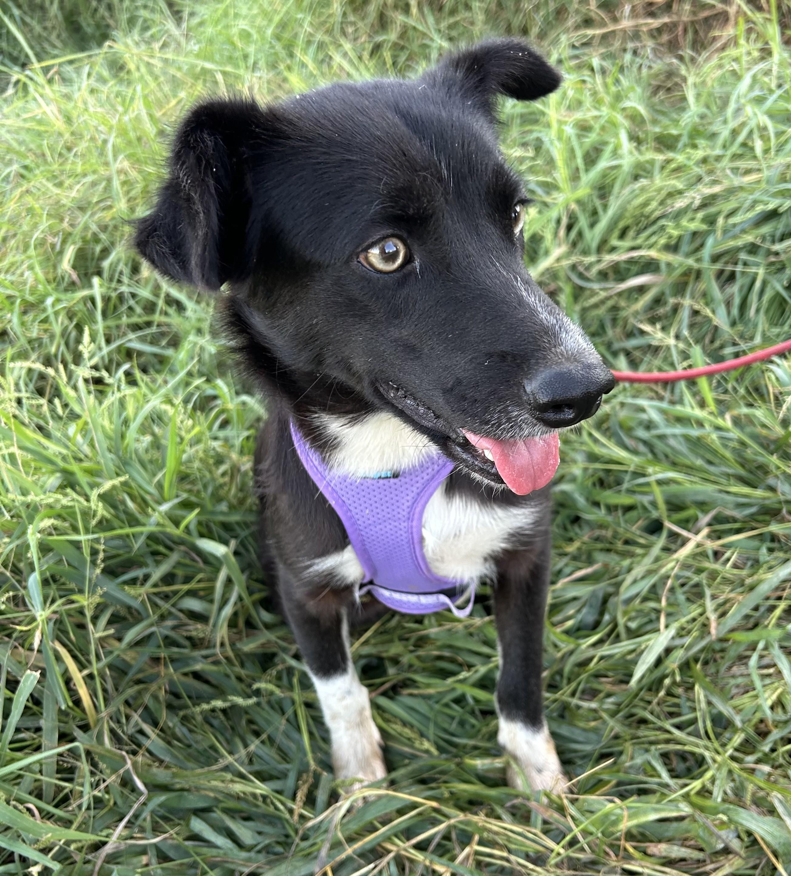Enlarge ALICE, a Adopted mixed breed in Bell Gardens, CA image 4/5