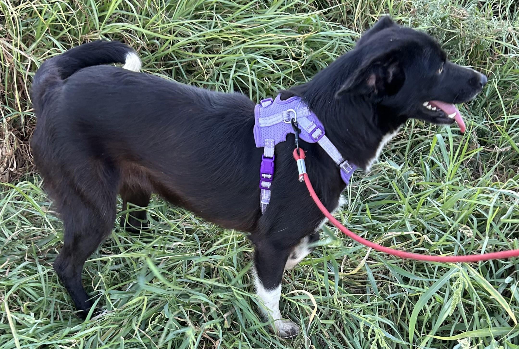 Enlarge ALICE, a Adopted mixed breed in Bell Gardens, CA image 3/5