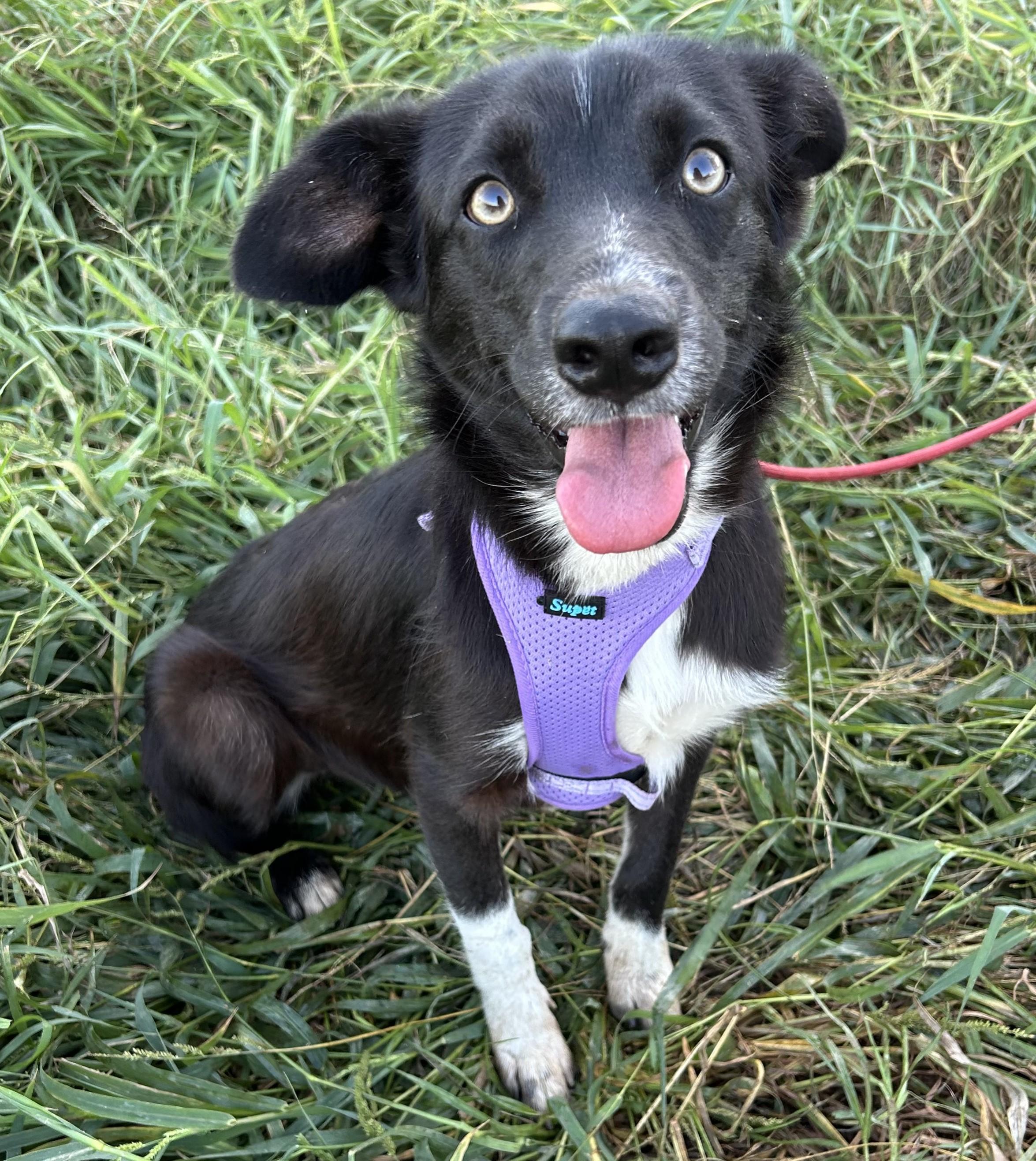 Enlarge ALICE, a Adopted mixed breed in Bell Gardens, CA image 1/5