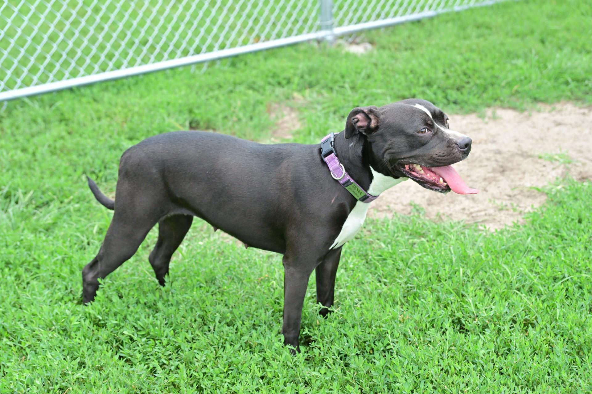 Enlarge Dora, a Adoptable mixed breed in North Kansas City, MO image 1/2