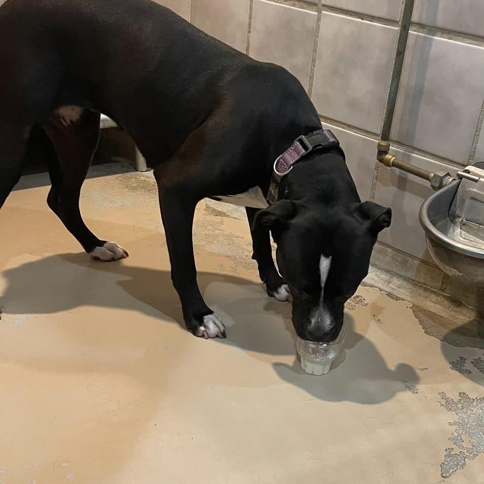 Enlarge Dora, a Adoptable mixed breed in North Kansas City, MO image 2/2