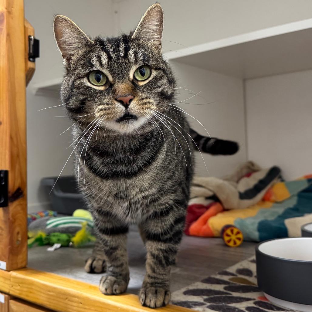 Church, a Adoptable mixed breed in Port Angeles, WA image 1/6