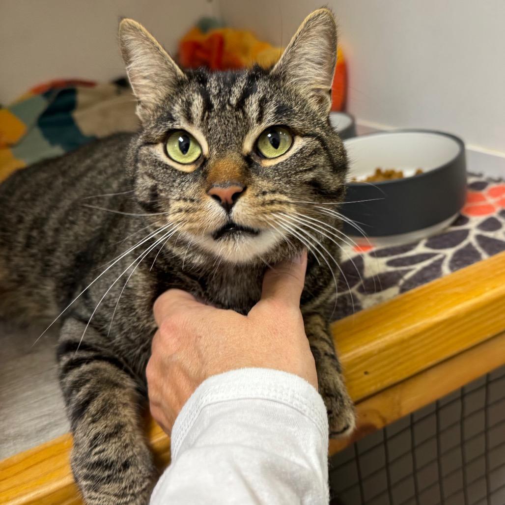 Church, a Adoptable mixed breed in Port Angeles, WA image 2/6