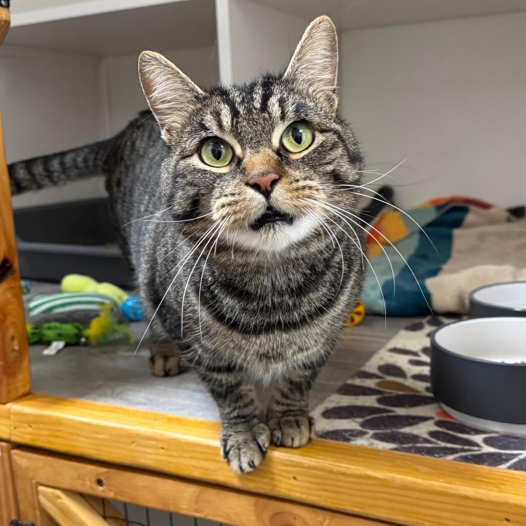 Church, a Adoptable mixed breed in Port Angeles, WA image 3/6