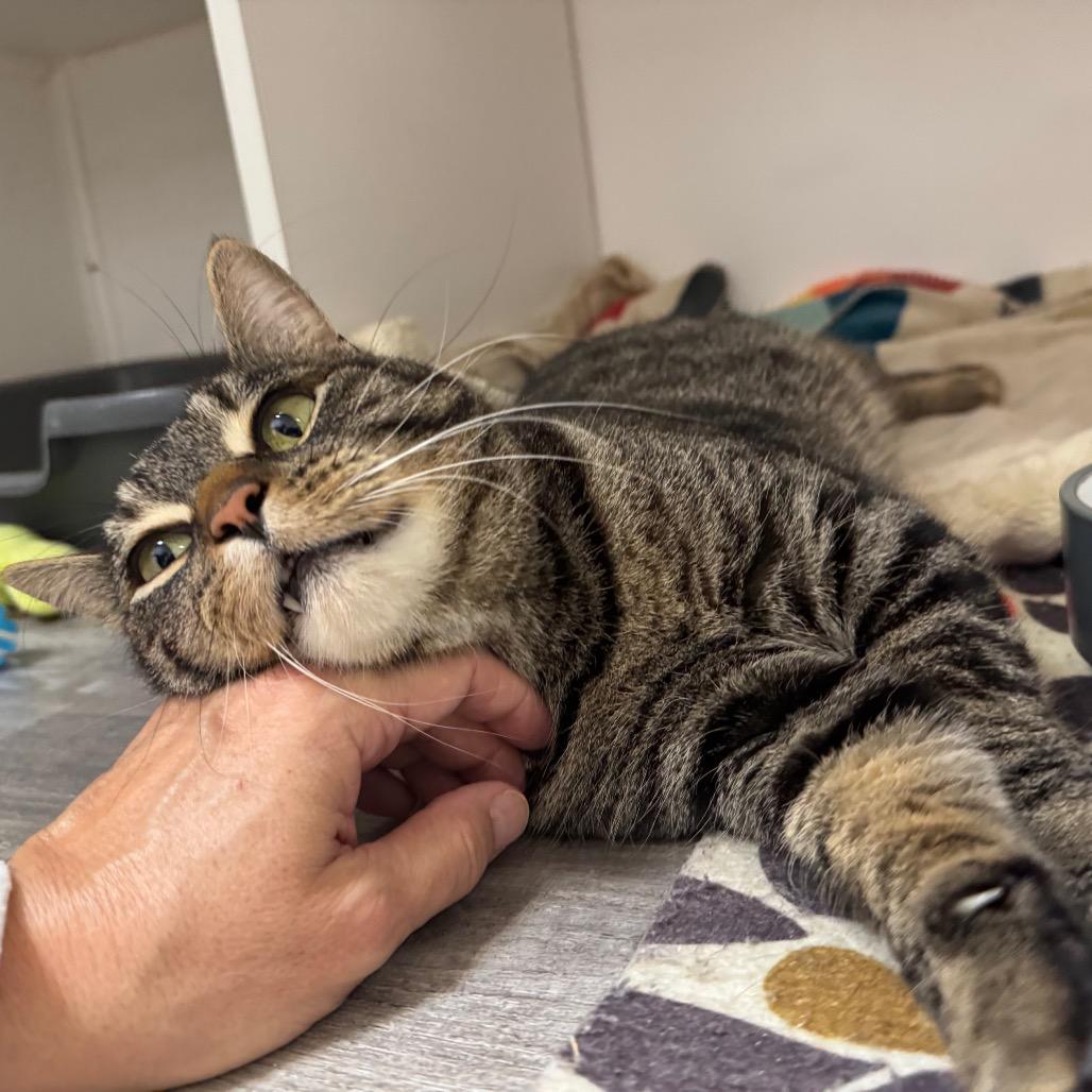 Church, a Adoptable mixed breed in Port Angeles, WA image 4/6